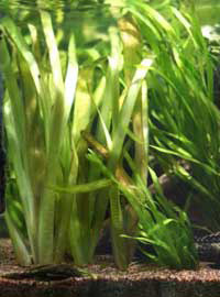 vallisneria spiralis acuario tropical